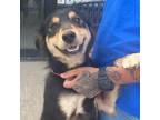 Adopt Creme Brulee A English Shepherd, Wirehaired Terrier