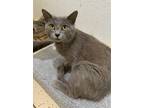 Adopt STORMY (Spayed!) a Domestic Short Hair