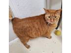Adopt LUCY (Spayed!) a Manx