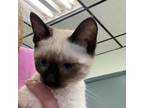 Adopt Lilly A Siamese, Domestic Short Hair