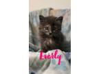 Adopt Everly a Domestic Long Hair