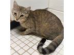 Adopt JADE - Beautiful, Adorable, Sweet, Gentle, Cuddly, 18-Month-Old