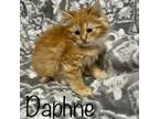 Adopt Daphne a Domestic Medium Hair