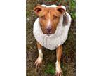 Adopt Harper a Staffordshire Bull Terrier, Mixed Breed