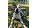 Adopt Lily a Pit Bull Terrier, Mixed Breed