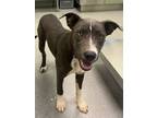 Adopt Waddle Doo a Pit Bull Terrier, Mixed Breed