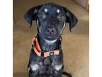 Adopt Fenway a Mixed Breed