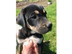 Adopt Freya in NH a Labrador Retriever, Hound