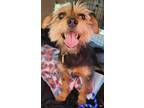 Adopt Andy a Yorkshire Terrier