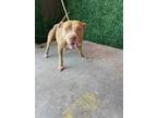 Adopt 52745066 a Pit Bull Terrier, Mixed Breed
