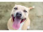 Kate Is A 2 12 Year Old Pitbull Mix She Is A Sweet Well Balanced Beauty A True Gem She Is A Smart Young Girl Who Will Thrive With A Family That Likes 
