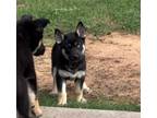 Adopt Luna a Husky, German Shepherd Dog