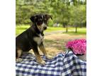 Adopt Macie A Australian Cattle Dog / Blue Heeler, Labrador Retriever