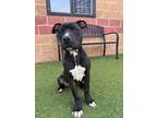 Adopt Cashew A Pit Bull Terrier, Mixed Breed
