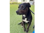 Adopt Marquel A Pit Bull Terrier, Mixed Breed