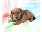 Dachshund PUPPY FOR SALE ADN-610877 - Moses