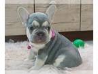 French Bulldog PUPPY FOR SALE ADN-610674 - Wonderful French Bulldog