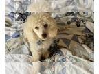 Poodle (Miniature) PUPPY FOR SALE ADN-610787 - Rehoming Louie