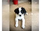 Australian Shepherd PUPPY FOR SALE ADN-610979 - Standard Aussie Puppy
