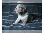 Boston Terrier PUPPY FOR SALE ADN-611122 - Super Cute Boston Puppies