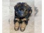 German Shepherd Dog PUPPY FOR SALE ADN-611047 - Puppies