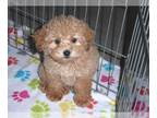 Poodle (Toy) PUPPY FOR SALE ADN-610963 - Toy Poodle Puppy