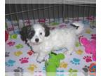 Maltese-Poodle (Toy) Mix PUPPY FOR SALE ADN-610965 - Maltipoo Puppy