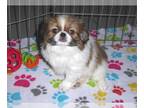 Japanese Chin PUPPY FOR SALE ADN-610967 - Japanese Chin Puppy