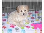 Poochon PUPPY FOR SALE ADN-610969 - Poochon Puppy