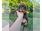 Dachshund PUPPY FOR SALE ADN-610925 - Dachshund Puppies