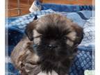Shih Tzu PUPPY FOR SALE ADN-610816 - Adorable Shih Tzu puppy 8 weeks old