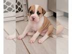 American Bulldog PUPPY FOR SALE ADN-610915 - American Bulldog pups for sale