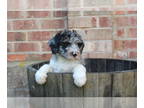 Aussiedoodle PUPPY FOR SALE ADN-610757 - Spring 2023 Aussiedoodle Floofs