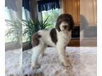 Poodle (Standard) PUPPY FOR SALE ADN-610696 - Standard poodle puppies for sale