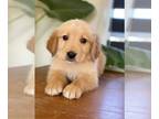 Golden Retriever PUPPY FOR SALE ADN-610797 - Golden Retriever Pups in Lakewood
