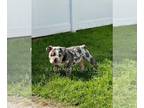 English Bulldog PUPPY FOR SALE ADN-610739 - English Bulldog Puppies