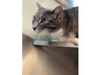 Adopt Butters a Domestic Short Hair