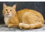 Adopt Chicken Biscuit A Tabby, Domestic Short Hair