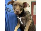 Adopt Goliath a Mixed Breed