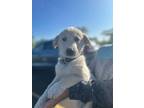Adopt Hugo a Yellow Labrador Retriever, Border Collie