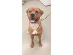 Adopt Doink A Pit Bull Terrier