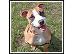 Adopt Barnaby* a American Staffordshire Terrier, Boxer
