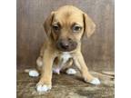 Adopt Andre a Mixed Breed