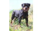Adopt TROY a Rottweiler, Mixed Breed