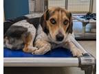 Adopt Remy a Beagle, Parson Russell Terrier