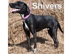 Adopt Shivers A Black Labrador Retriever, Mixed Breed