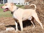 Adopt Zeus A Pit Bull Terrier