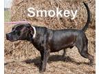Adopt Smokey A Pit Bull Terrier, Mixed Breed