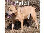 Adopt Patch A Mastiff, Mixed Breed