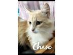 Adopt Chase a Norwegian Forest Cat